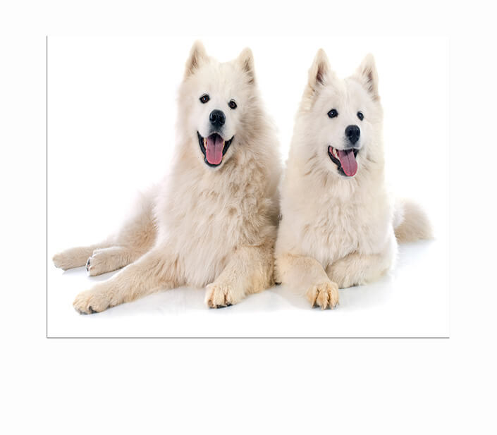 WEB 05 0034 ML 0024 14083134 samoyeds AOAY3501