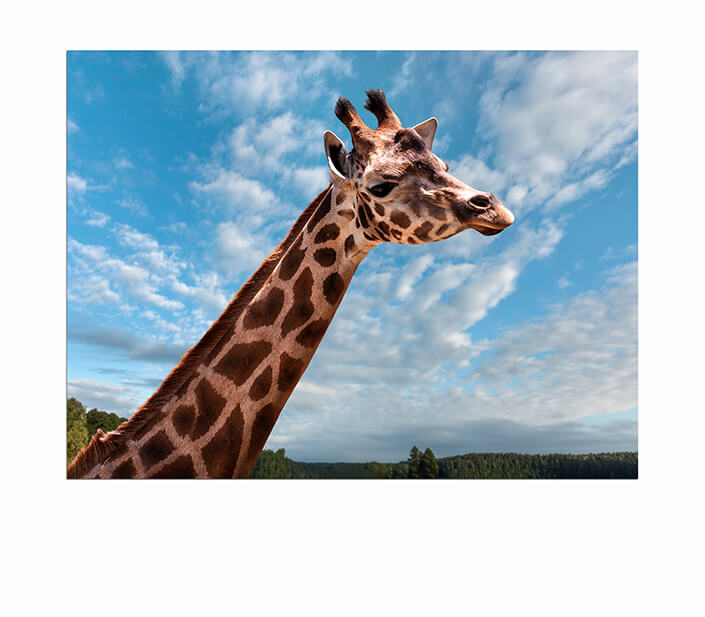 WEB 05 0035 ML 0023 15121172 portrait of a young giraffe AOAY4485