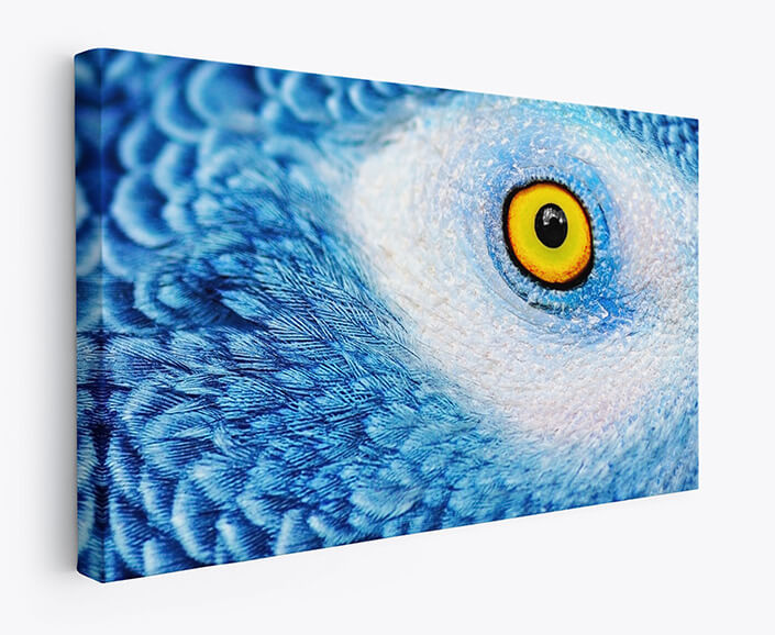 WEB 07 0000 M1 ML 0016 25024256 beautiful parrot eye AOAY4497