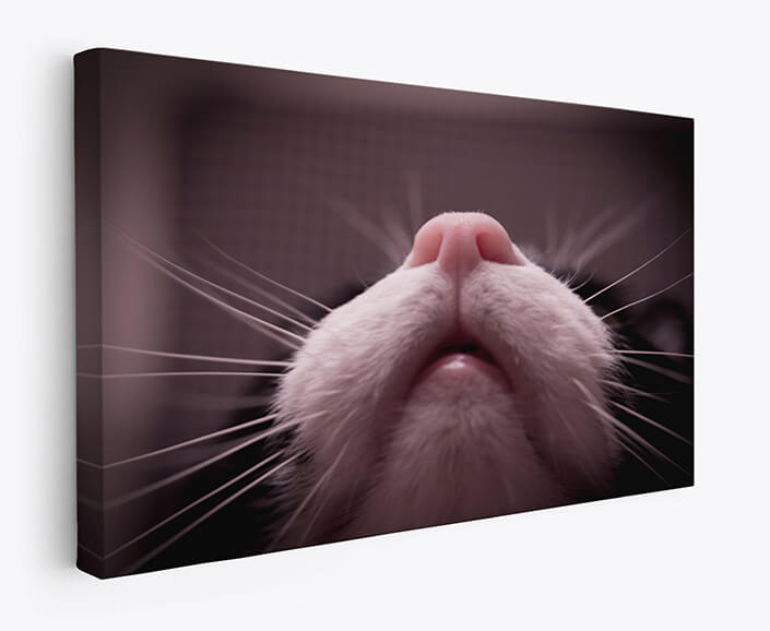 Web 07 0007 m1 ml 0008 31700538 mouth nose and whiskers cat por gema ibarra aoay4513