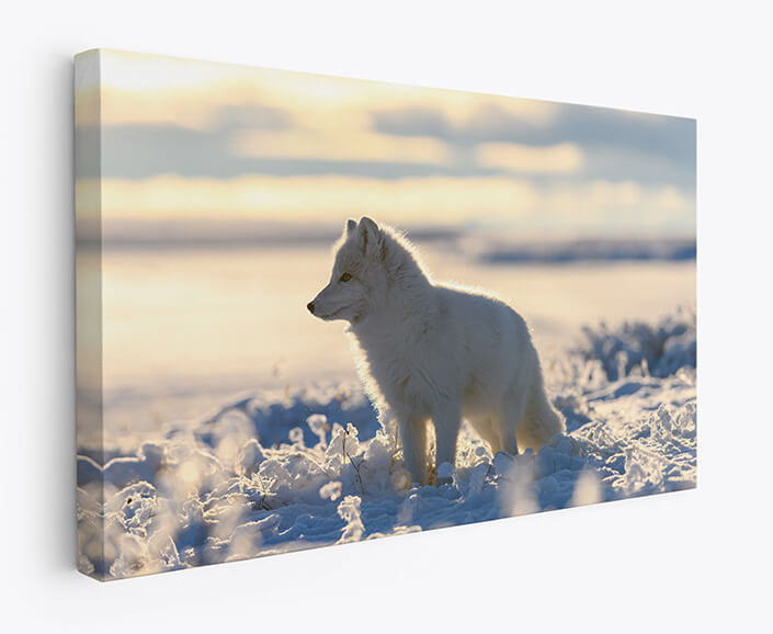 Web 07 0009 m1 ml 0006 44647754 arctic fox in winter time in siberian tundra aoay3517
