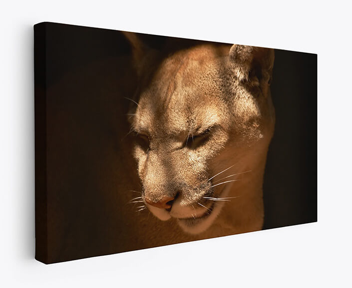 WEB 07 0013 M1 ML 0002 450697 puma in a captivity AOAY4461