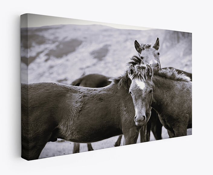 Web 07 0021 m1 ml 0034 2506973 young horses in a mountain w&b aoay4465