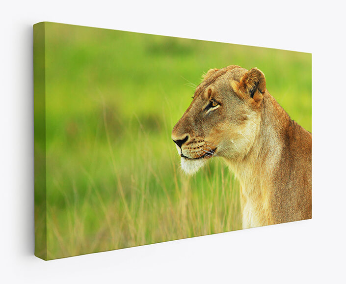 Web 07 0023 m1 ml 0032 2804041 beautiful wild african lioness aoay4467