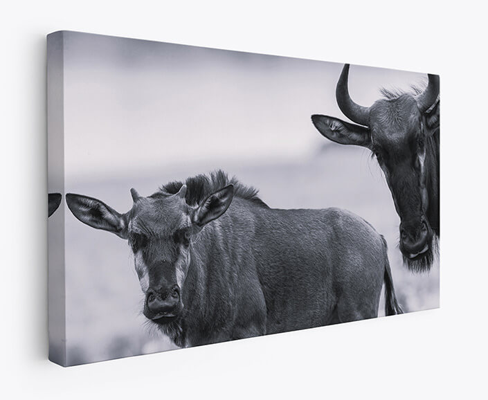 WEB 07 0026 M1 ML 0029 10054512 wildlife blue wildebeest calf animals W&B AOAY4481