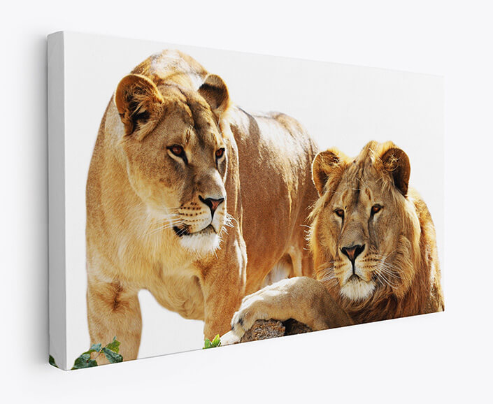 WEB 07 0027 M1 ML 0028 10088566 2 lions family portrait AOAY4483