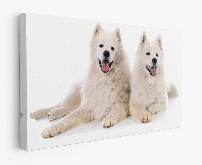 WEB 07 0031 M1 ML 0024 14083134 samoyeds AOAY3501