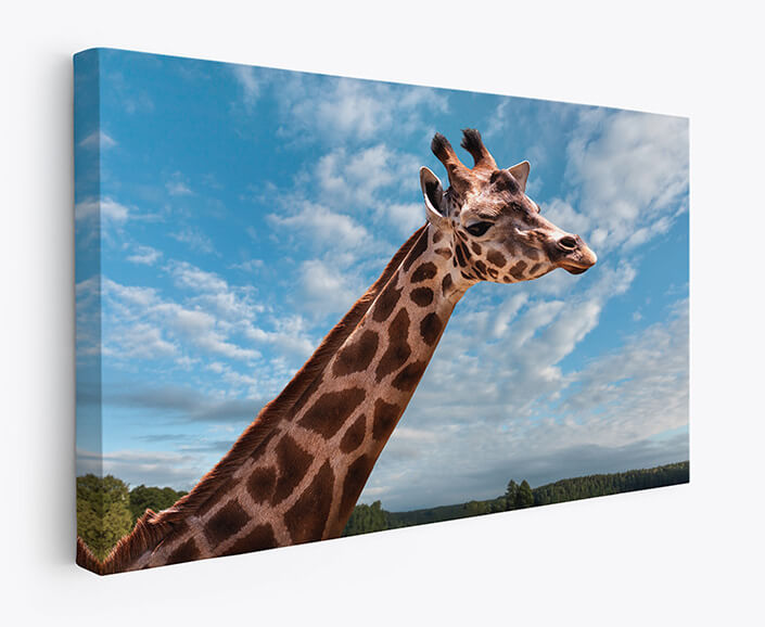 WEB 07 0032 M1 ML 0023 15121172 portrait of a young giraffe AOAY4485