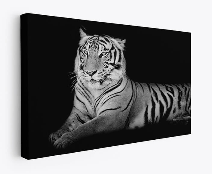 WEB 07 0034 M1 ML 0019 15718890 black and white grand tiger AOAY4489