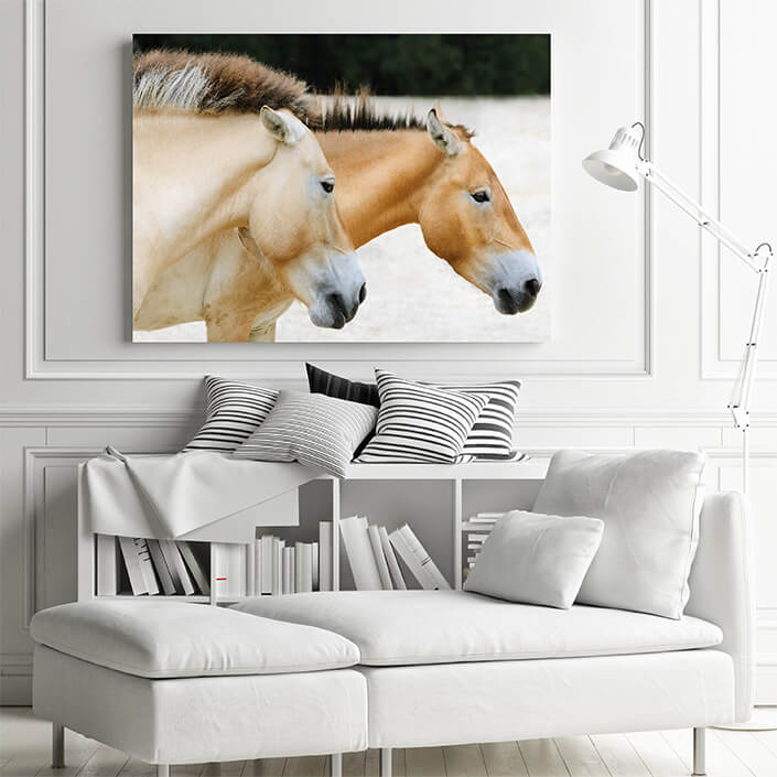 M1 0003 MP 0001 7356966 przewalski horse AOAY4472