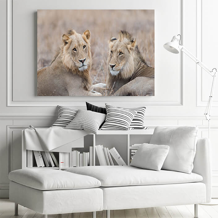 M1 0012 MP 0010 29891610 male lions in the wilderness AOAY4507