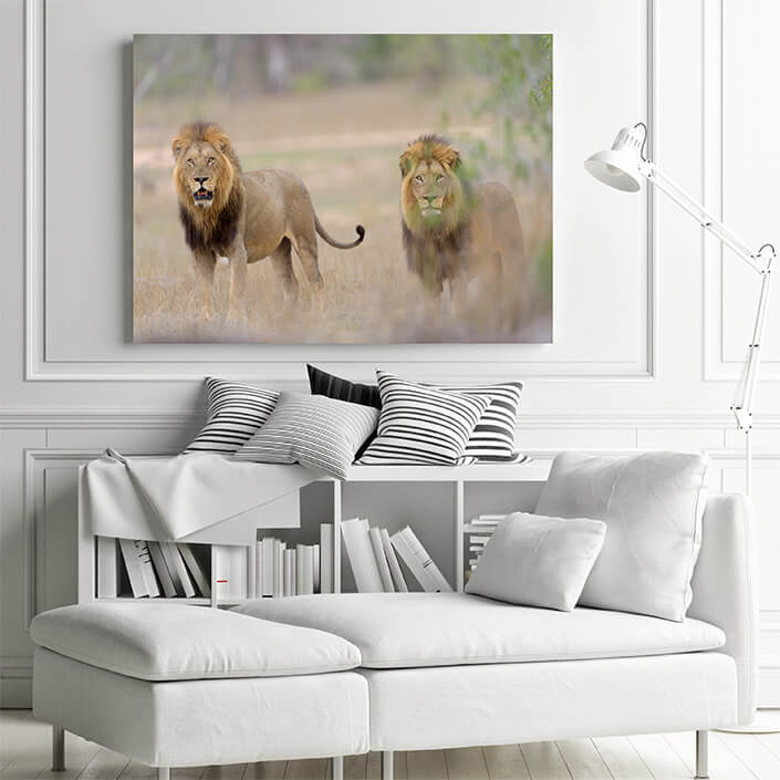 M1 0014 MP 0012 29891648 male lions in the wilderness 02 AOAY4509