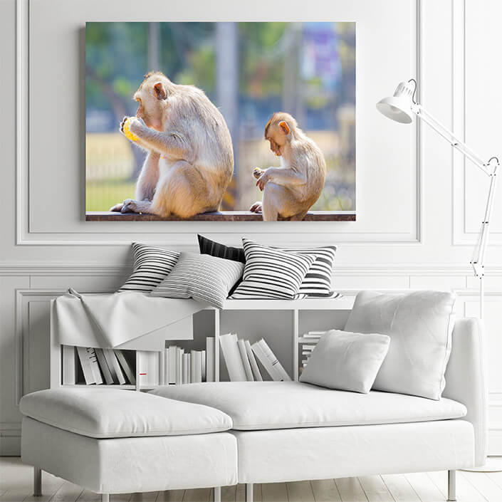 M1 0015 MP 0013 30293766 mother and baby monkey eating fresh corn on a rusty fence shall AOAY4510