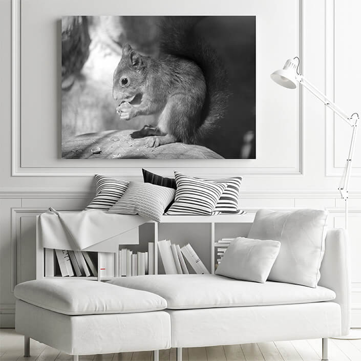 M1 0019 MP 0017 34141464 a squirrel sits on a stone and eats a nut black and white photo AOAY4518