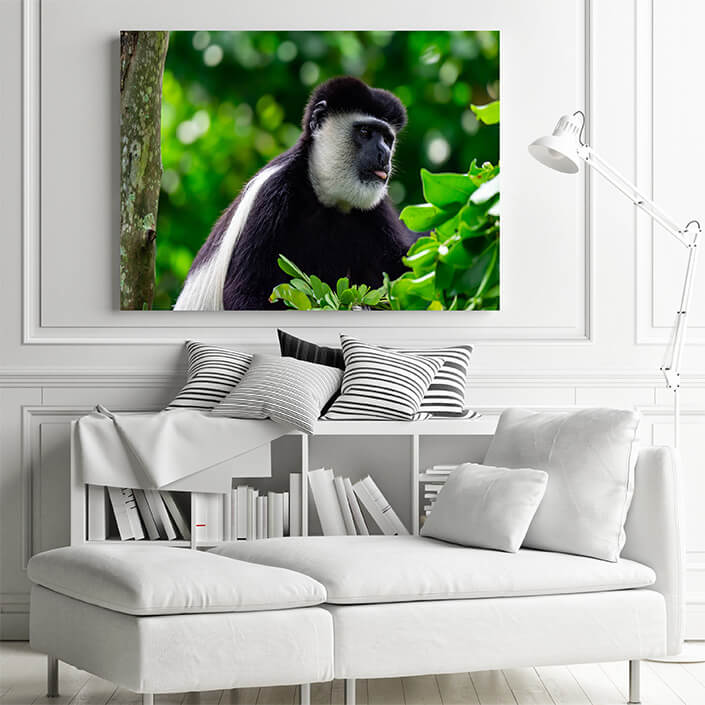 M1 0025 MP 0023 36357942 black and white colobuses colobus monkey AOAY4524