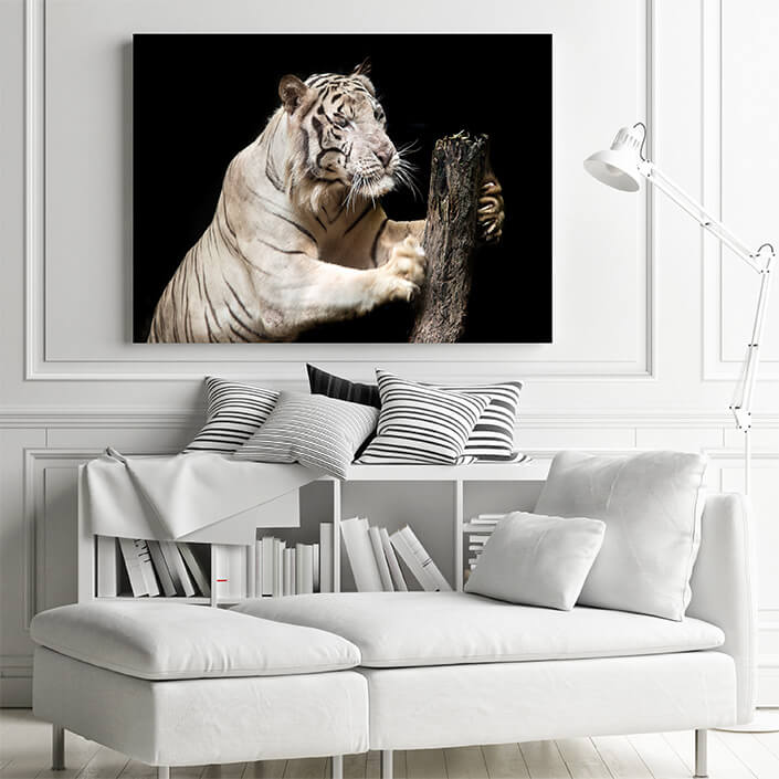 M1 0028 MP 0026 37846274 big white tiger sleeps in the zoo AOAY4529