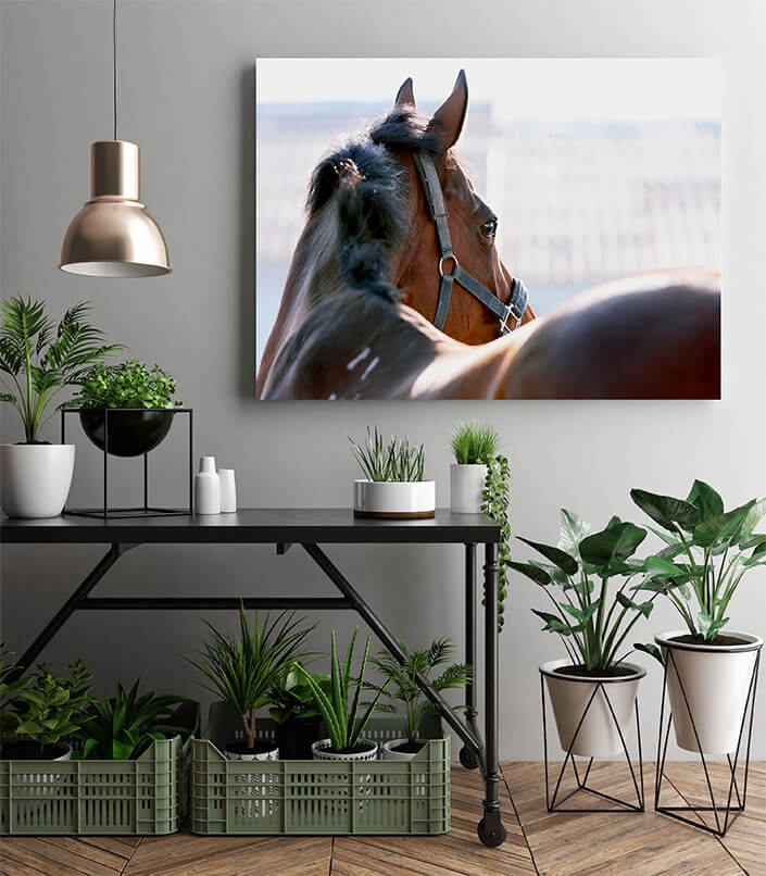 M2 0002 MP 0000 2902625 horse 02 AOAY4469