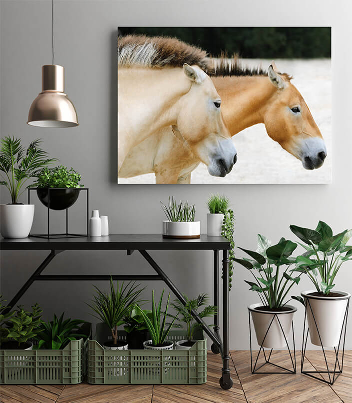 M2 0003 MP 0001 7356966 przewalski horse AOAY4472