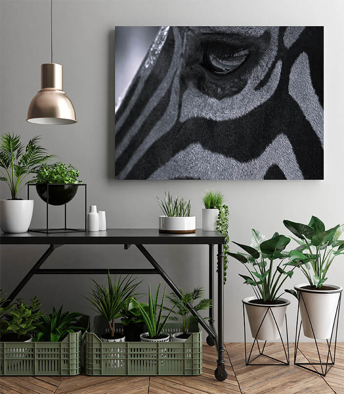 M2 0011 MP 0009 28131932 zebras eye W&B AOAY4506