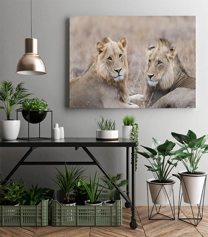 M2 0012 MP 0010 29891610 male lions in the wilderness AOAY4507