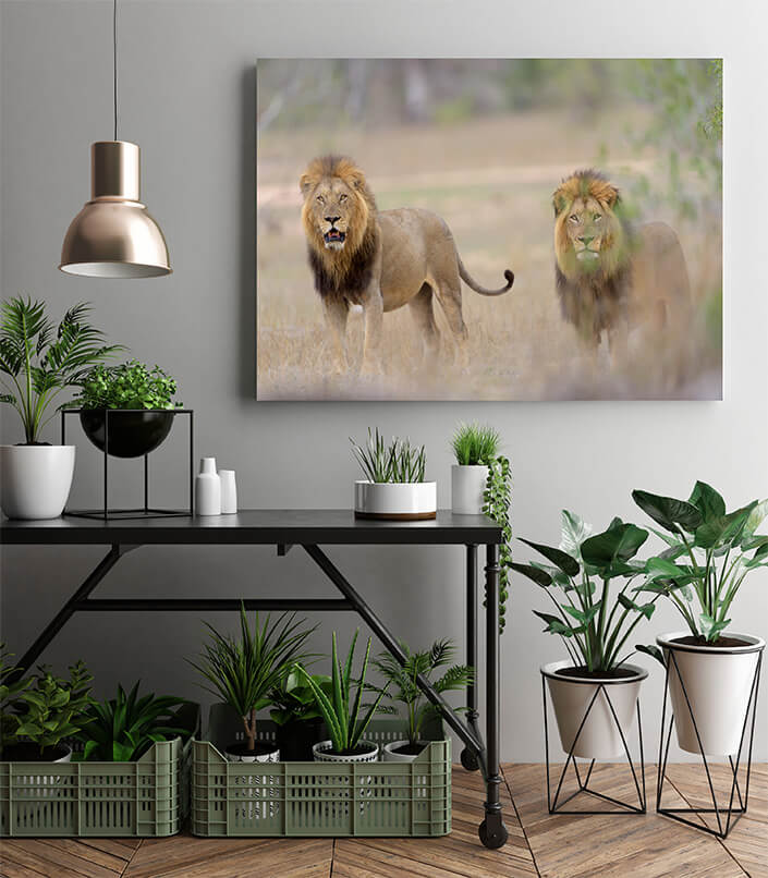 M2 0014 MP 0012 29891648 male lions in the wilderness 02 AOAY4509