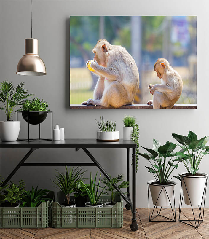 M2 0015 MP 0013 30293766 mother and baby monkey eating fresh corn on a rusty fence shall AOAY4510