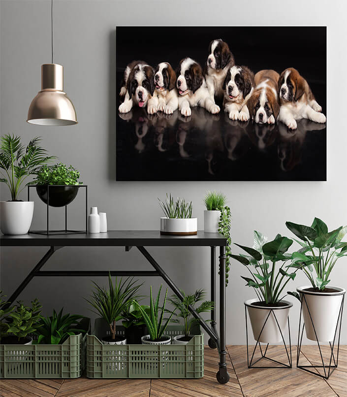 M2 0016 MP 0014 30365560 st bernard puppies AOAY4511