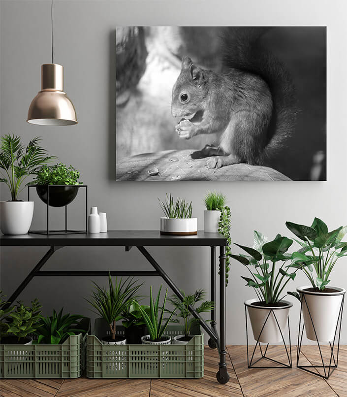 M2 0019 MP 0017 34141464 a squirrel sits on a stone and eats a nut black and white photo AOAY4518