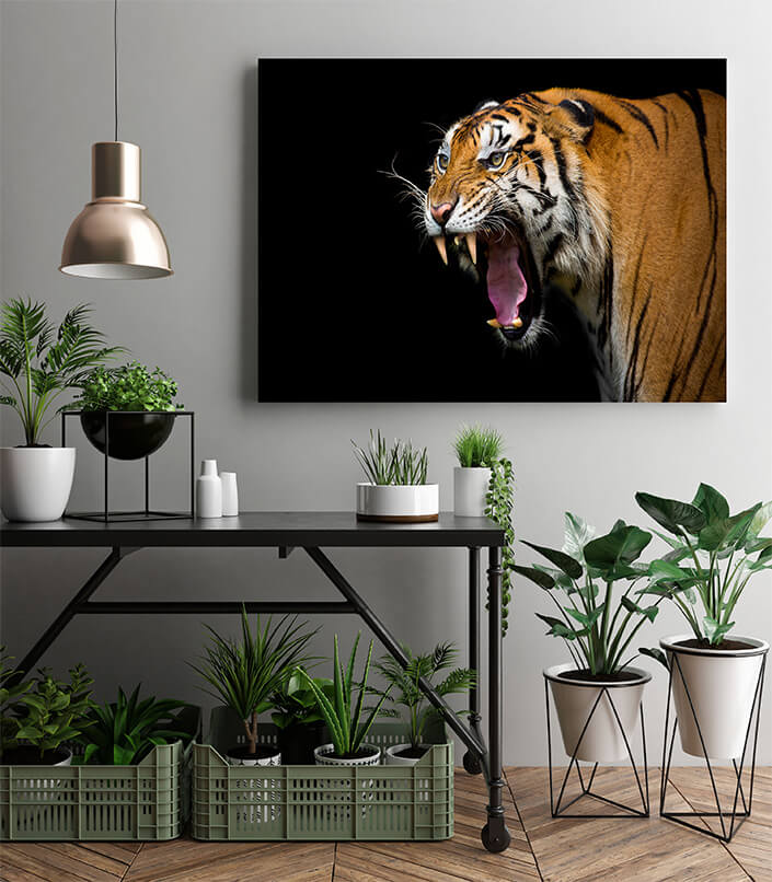 M2 0026 MP 0024 37844840 sumatran tiger roaring AOAY4528