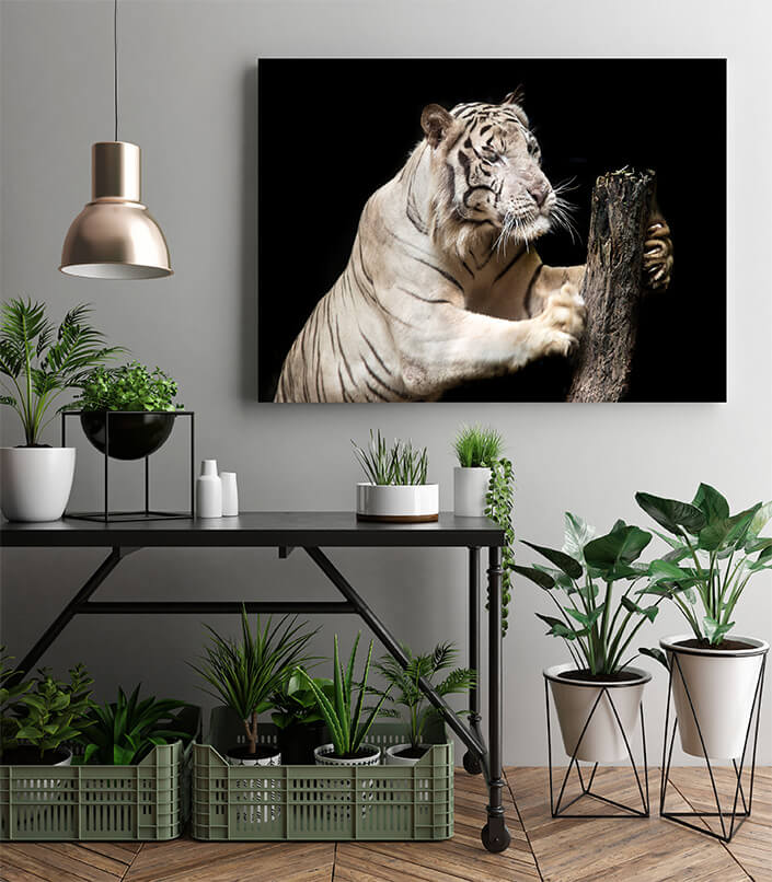 M2 0028 MP 0026 37846274 big white tiger sleeps in the zoo AOAY4529