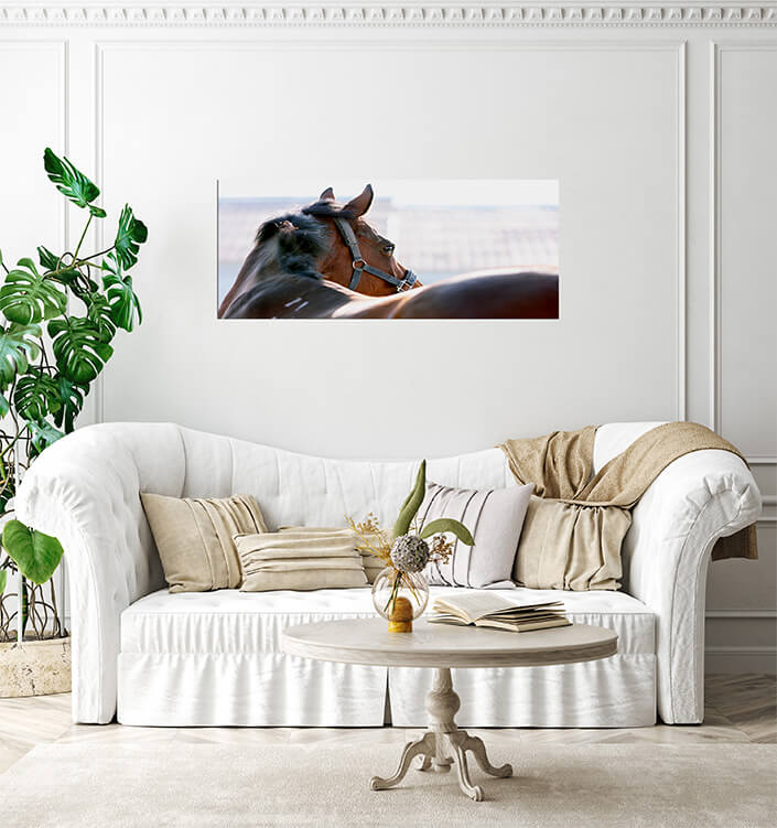 M3 0002 MP 0000 2902625 horse 02 AOAY4469