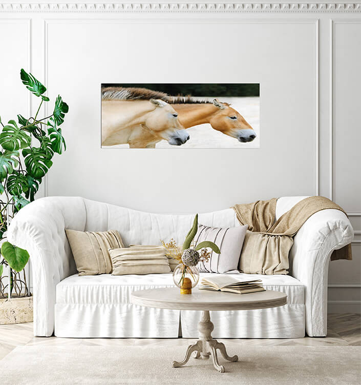 M3 0003 MP 0001 7356966 przewalski horse AOAY4472