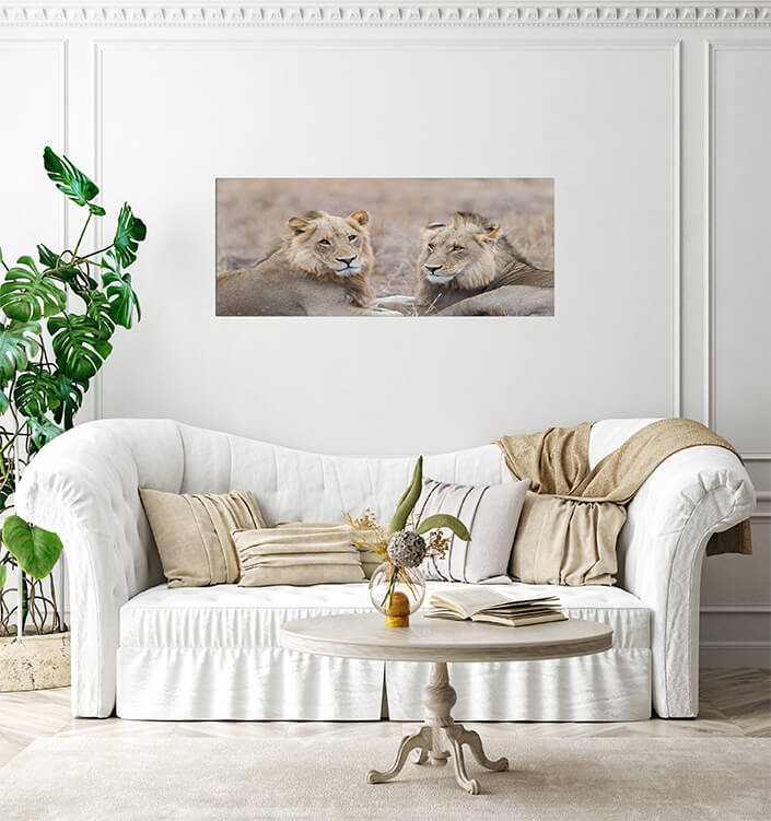 M3 0012 MP 0010 29891610 male lions in the wilderness AOAY4507