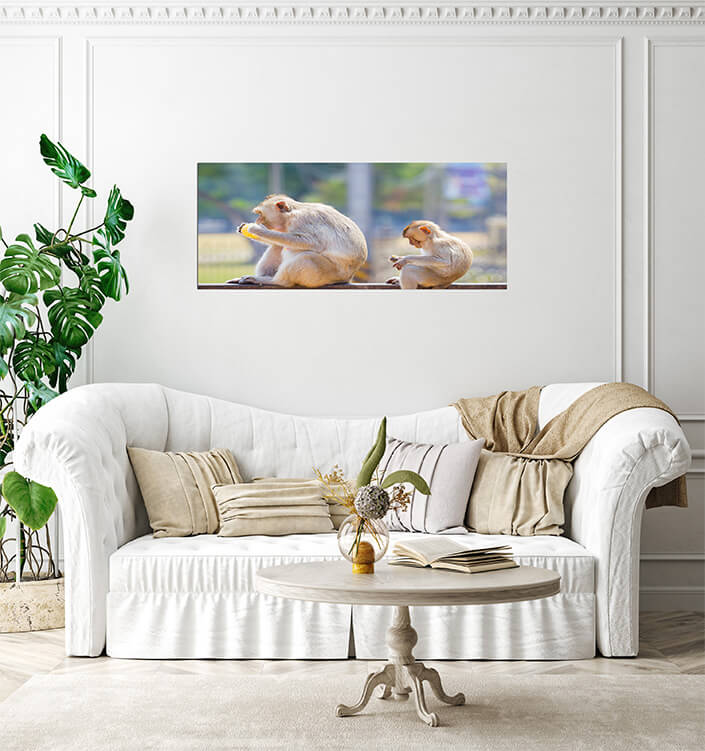 M3 0015 MP 0013 30293766 mother and baby monkey eating fresh corn on a rusty fence shall AOAY4510