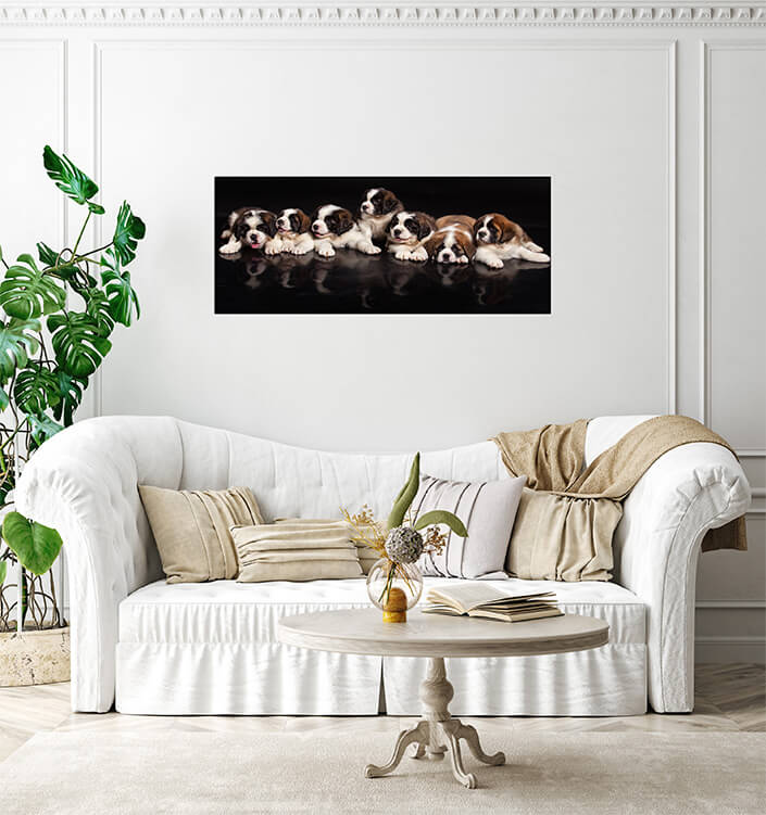 M3 0016 MP 0014 30365560 st bernard puppies AOAY4511