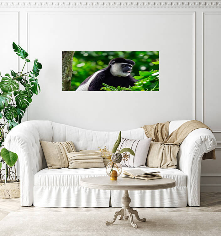 M3 0025 MP 0023 36357942 black and white colobuses colobus monkey AOAY4524