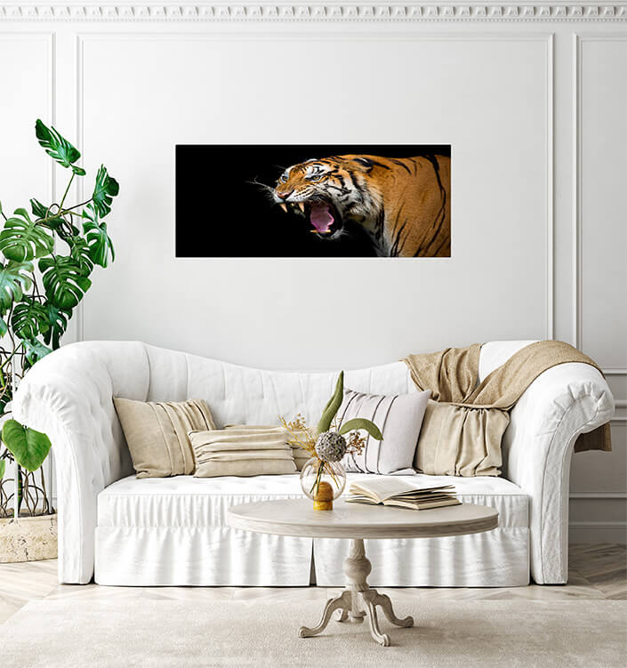 M3 0026 MP 0024 37844840 sumatran tiger roaring AOAY4528