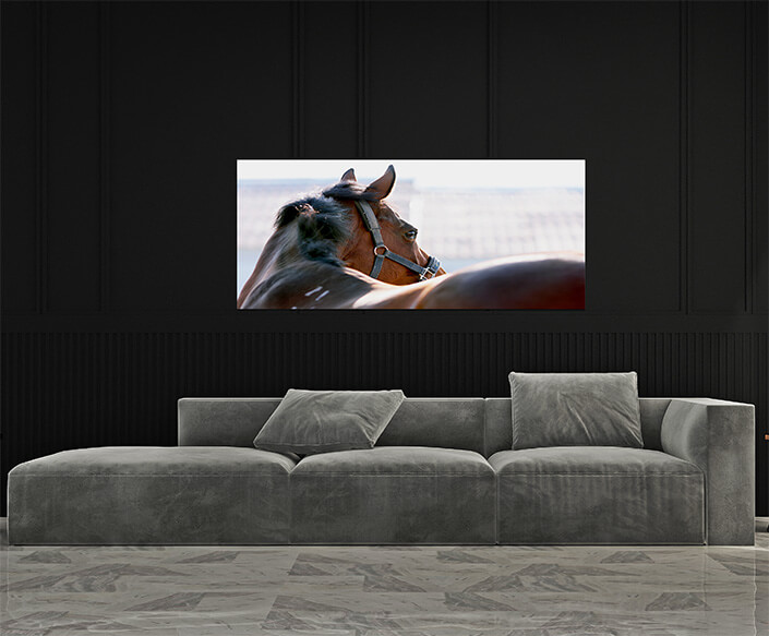 M4 0002 MP 0000 2902625 horse 02 AOAY4469