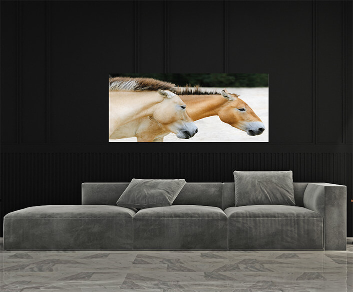 M4 0003 MP 0001 7356966 przewalski horse AOAY4472