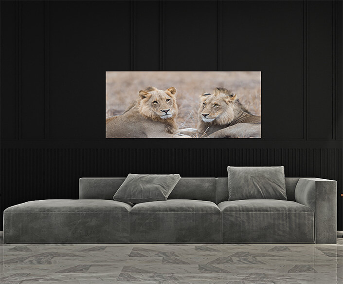 M4 0012 MP 0010 29891610 male lions in the wilderness AOAY4507