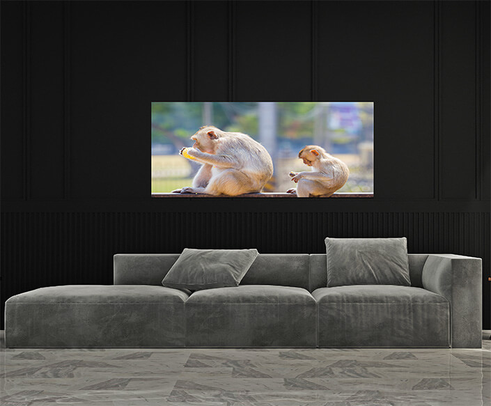 M4 0015 MP 0013 30293766 mother and baby monkey eating fresh corn on a rusty fence shall AOAY4510