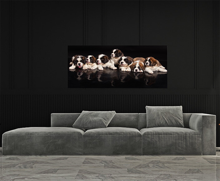 M4 0016 MP 0014 30365560 st bernard puppies AOAY4511