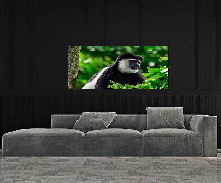 M4 0025 MP 0023 36357942 black and white colobuses colobus monkey AOAY4524