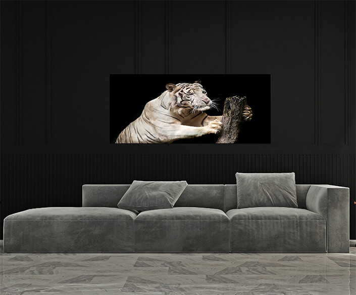 M4 0028 MP 0026 37846274 big white tiger sleeps in the zoo AOAY4529
