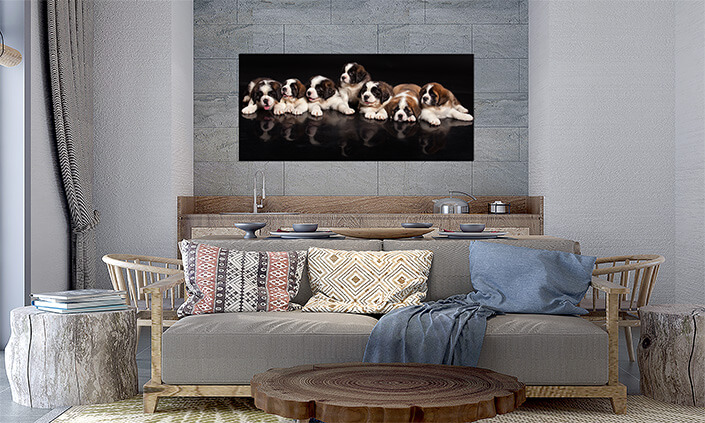 M5 0016 MP 0014 30365560 st bernard puppies AOAY4511