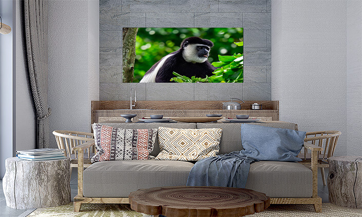 M5 0025 MP 0023 36357942 black and white colobuses colobus monkey AOAY4524