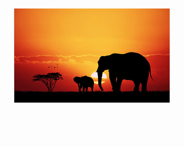 M6 0009 MP 0007 22684956 elephants in african AOAY4494