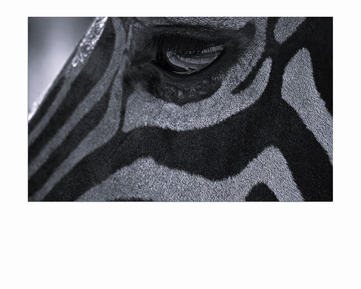 M6 0011 MP 0009 28131932 zebras eye W&B AOAY4506