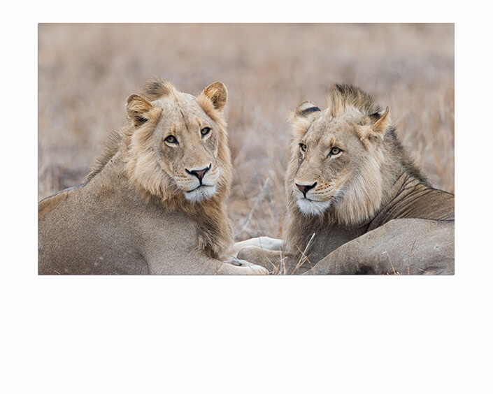 M6 0012 MP 0010 29891610 male lions in the wilderness AOAY4507