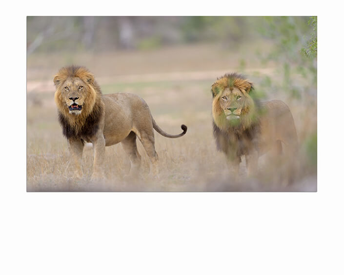 M6 0014 MP 0012 29891648 male lions in the wilderness 02 AOAY4509
